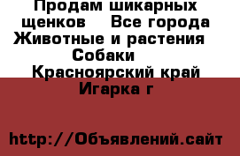 Продам шикарных щенков  - Все города Животные и растения » Собаки   . Красноярский край,Игарка г.